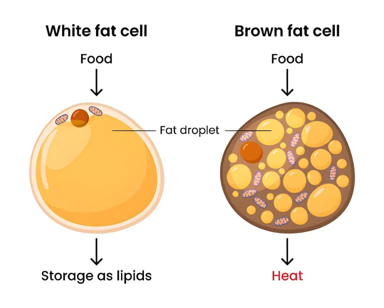 Diagram comparing fat cell structure to illustrate adipose tissue as a stem cell source